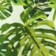 jungle